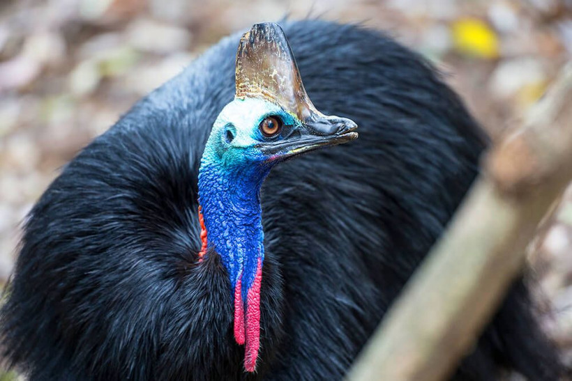 ABD egzotik kuş Cassowary sahibini öldürdü - Resim: 1
