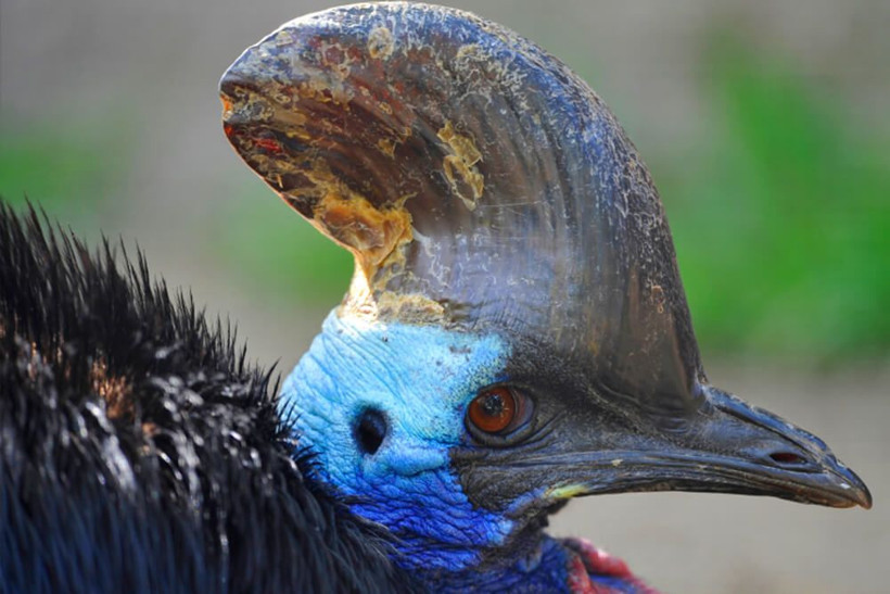 ABD egzotik kuş Cassowary sahibini öldürdü - Resim: 2