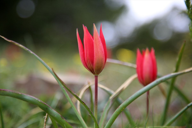 Türkiye'de ender görülüyor koparmanın cezası 60 bin lira - Resim: 1