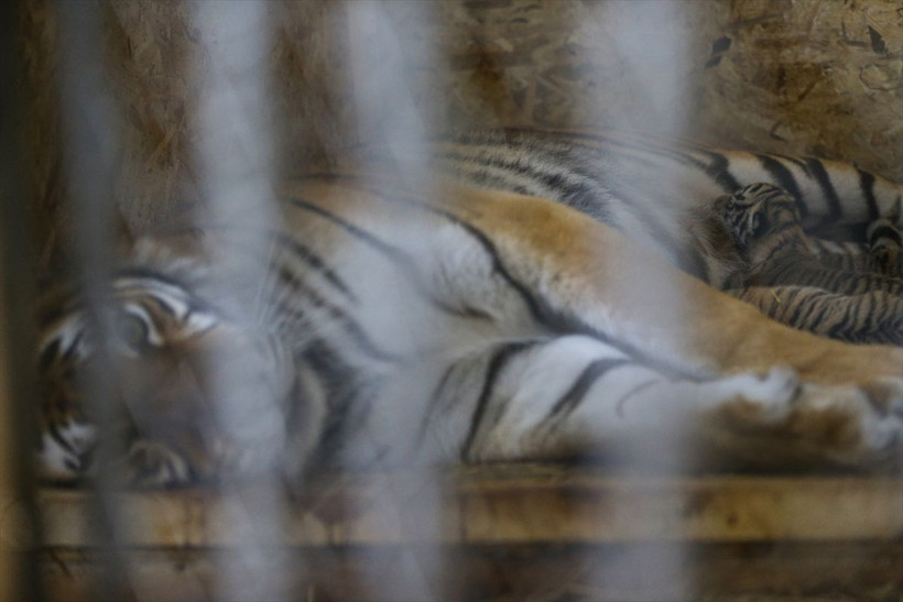 İstanbul'un "ilk" Bengal kaplanları dünyaya geldi işte o afacanlar - Resim: 2