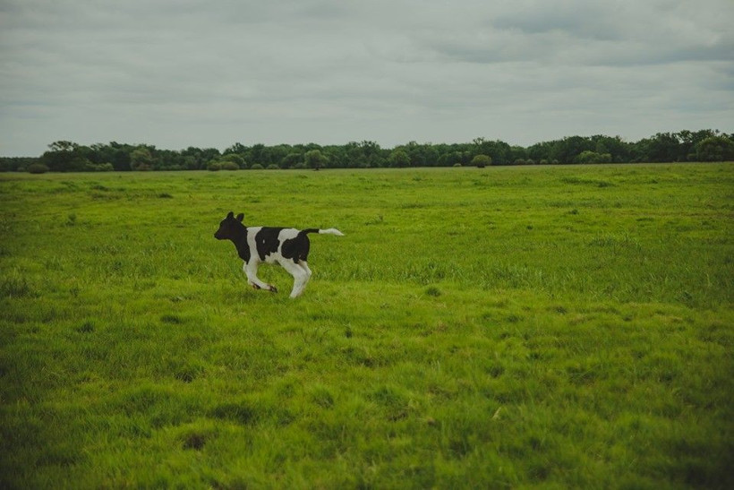 Bu 185 inek ömür boyu kesilmeyecek! Cumhurbaşkanı koruma getirdi - Resim: 1
