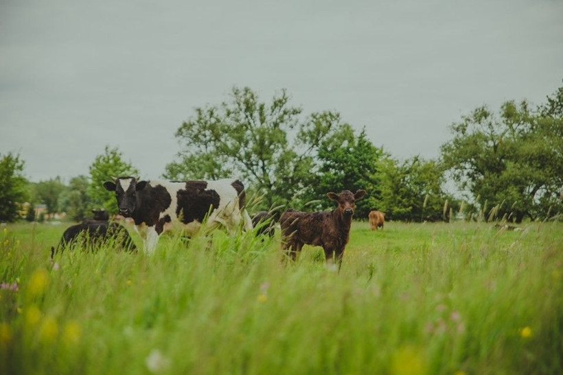 Bu 185 inek ömür boyu kesilmeyecek! Cumhurbaşkanı koruma getirdi - Resim: 2