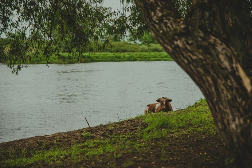 Bu 185 inek ömür boyu kesilmeyecek! Cumhurbaşkanı koruma getirdi - Resim: 3