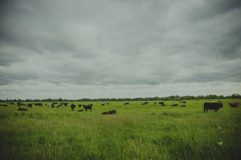 Bu 185 inek ömür boyu kesilmeyecek! Cumhurbaşkanı koruma getirdi - Resim: 4