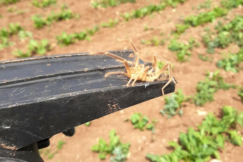 Elazığ'da etçil örümcek endişesi - Resim: 2