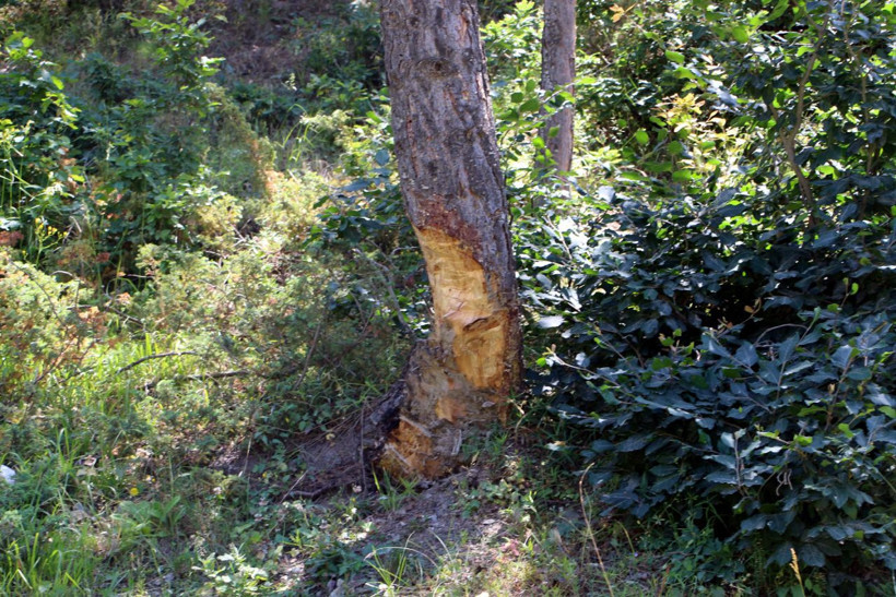 Tokat'ta yayladaki çam ağaçlarına zarar verilmesine tepki - Resim: 1