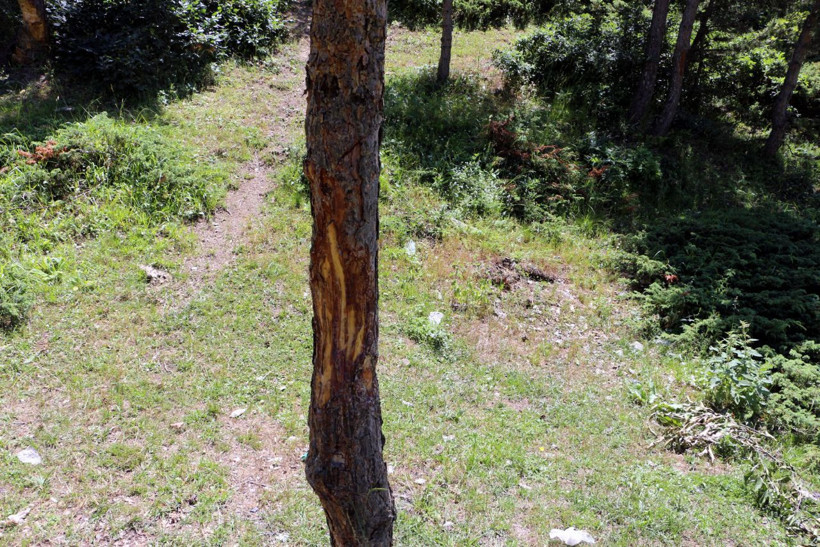 Tokat'ta yayladaki çam ağaçlarına zarar verilmesine tepki - Resim: 2