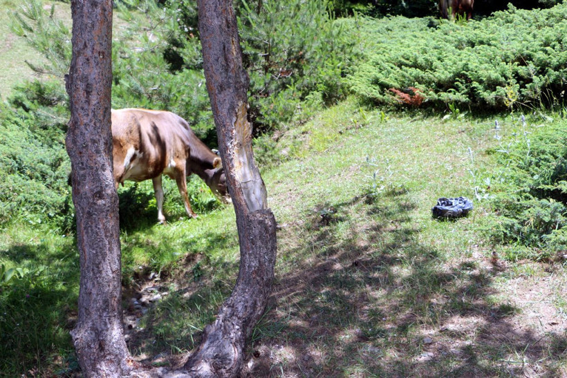 Tokat'ta yayladaki çam ağaçlarına zarar verilmesine tepki - Resim: 3