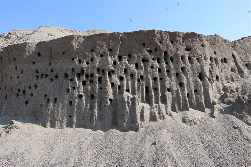 Kırlangıç yuvalarına kıyamadılar zarar etmeyi göze aldılar - Resim: 3