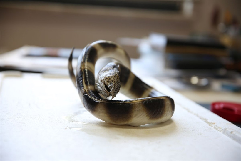 Atlas Okyanusunu geçen eğerli yılan balığı Antalya'da ortaya çıktı! - Resim: 3