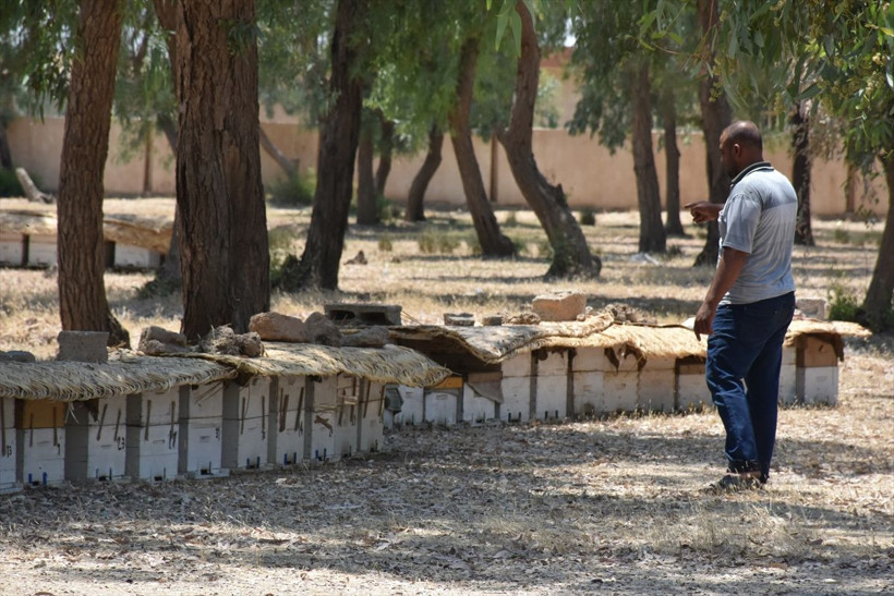 Kerkük'te milyonlarca arı bilinmeyen bir nedenden telef oldu - Resim: 1