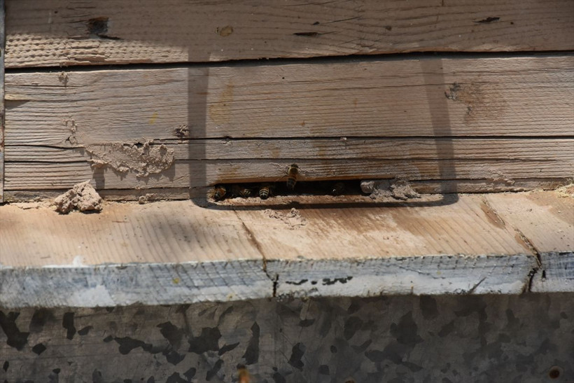 Kerkük'te milyonlarca arı bilinmeyen bir nedenden telef oldu - Resim: 3