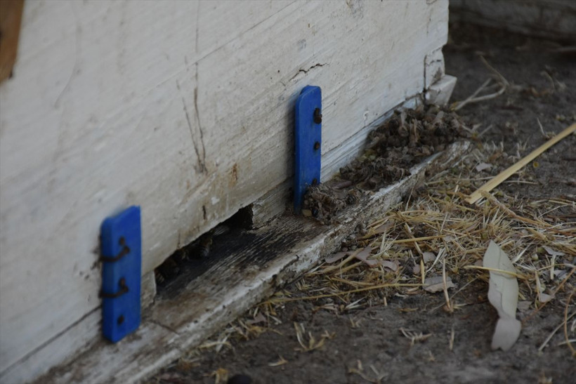 Kerkük'te milyonlarca arı bilinmeyen bir nedenden telef oldu - Resim: 4