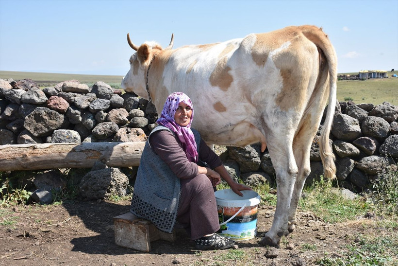 Çeçil peyniri nasıl yapılır Kars yaylalarındaki görüntülere bakın - Resim: 4