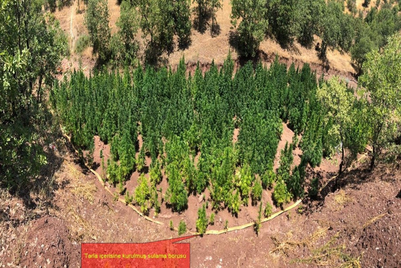 Diyarbakır'da 723 bin 860 kök Hint keneviri ele geçirildi - Resim: 3