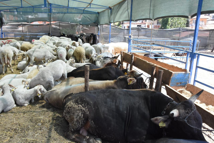 Kurbanlık seçecekler dikkat! Hayvanda eğer bunlar varsa kesinlikle almayın - Resim: 4