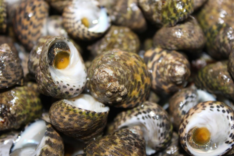 Deniz salyangozu Türkiye ekonomisine 15 milyon dolar kazandırıyor! Kansere iyi geliyor - Resim: 4