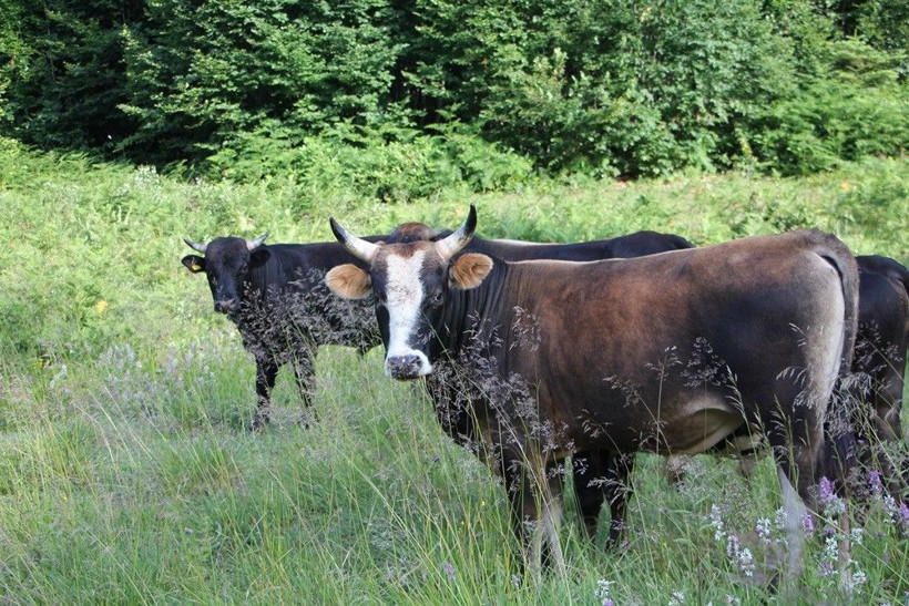 Gezmek için geldi! Manzaraya hayran oldu mesleğini değiştirdi - Resim: 3