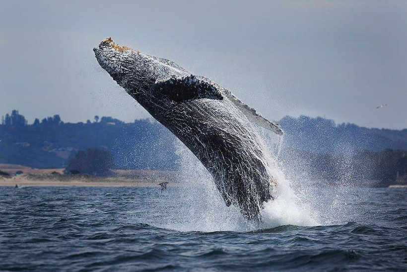 Balinanın deniz aslanını yutma anı görüntülendi sonrasında yaşananlar şaşırttı - Resim: 1