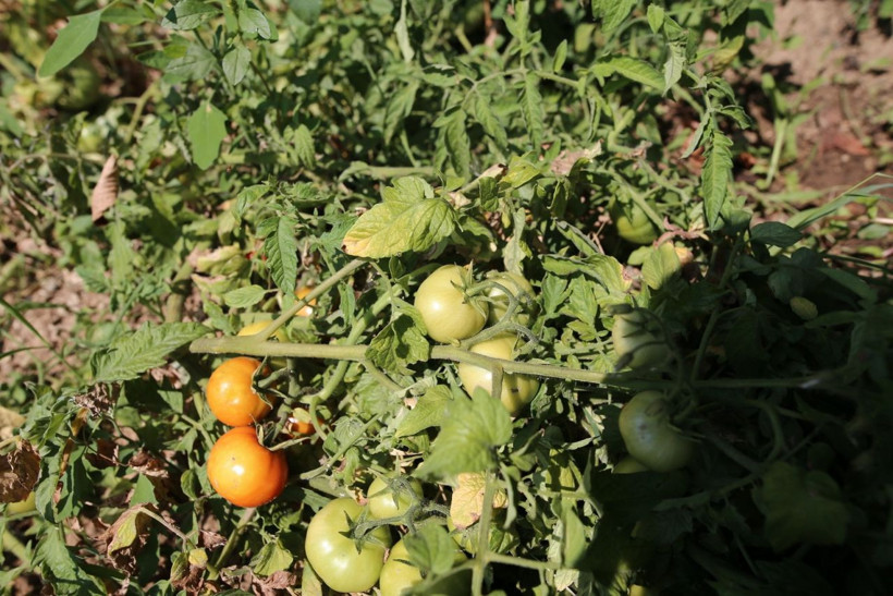 Bursa'da tarladaki yazıyı görenler şaşırıyor! 22 yıldır yaptığı hayır - Resim: 2