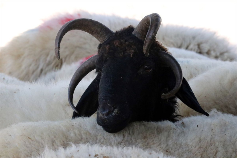 Pazara gelenler 'kurban olur mu' diye soruyor herkes ilk ona bakıyor - Resim: 1