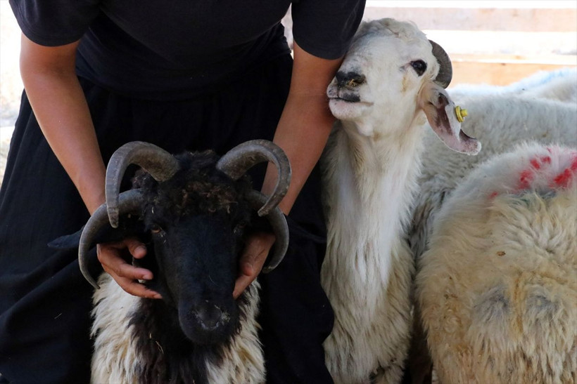 Pazara gelenler 'kurban olur mu' diye soruyor herkes ilk ona bakıyor - Resim: 2
