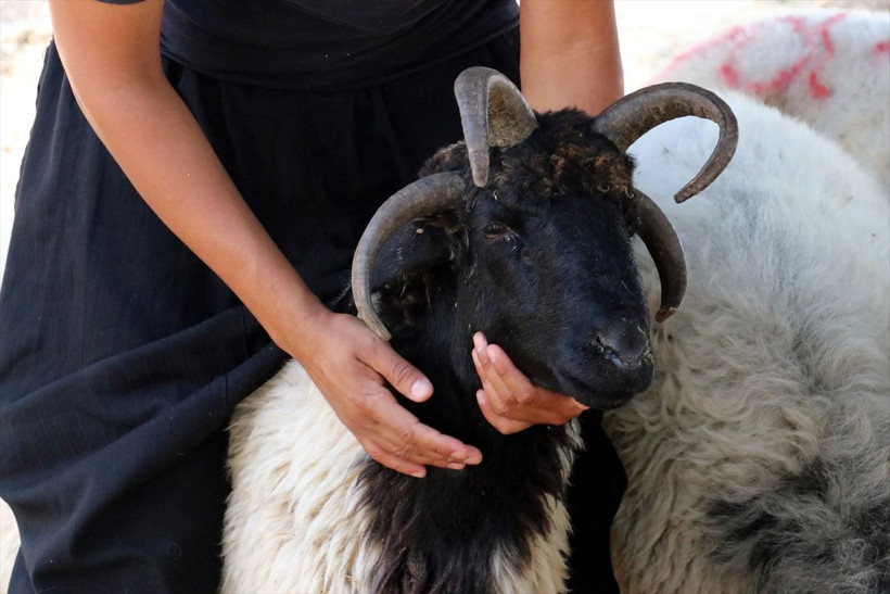 Pazara gelenler 'kurban olur mu' diye soruyor herkes ilk ona bakıyor - Resim: 4