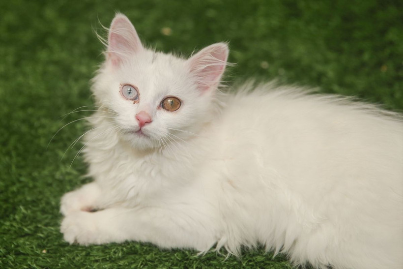 Van kedisi Nazlı doğumda rekor kırdı! Profesör şaşkına döndü - Resim: 1