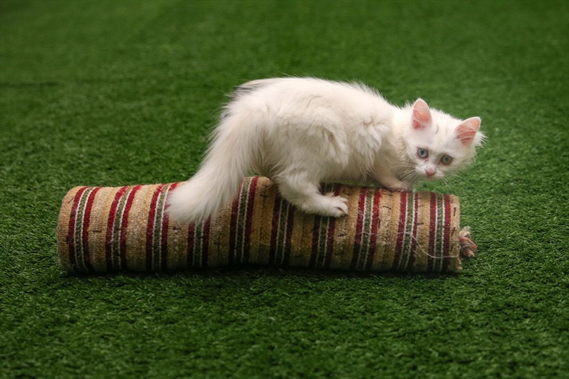 Van kedisi Nazlı doğumda rekor kırdı! Profesör şaşkına döndü - Resim: 3