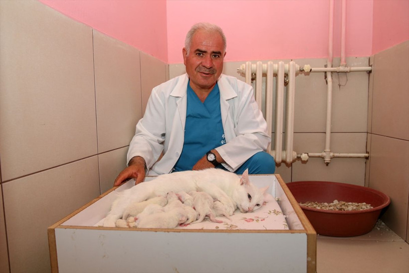 Van kedisi Nazlı doğumda rekor kırdı! Profesör şaşkına döndü - Resim: 2