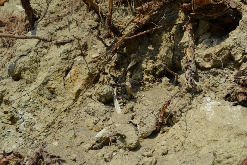 Balıkesir'de yol kenarında çok sayıda kemik ortaya çıktı - Resim: 3