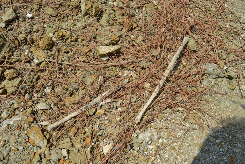 Balıkesir'de yol kenarında çok sayıda kemik ortaya çıktı - Resim: 4