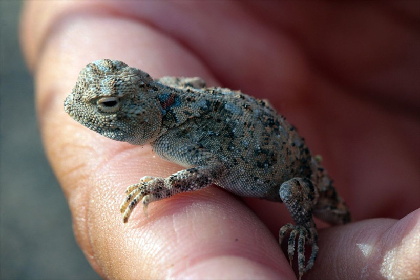 Ağrı Dağı'nın eteklerinde yaşam mücadelesi başladı nesilleri tükenmek üzere - Resim: 4