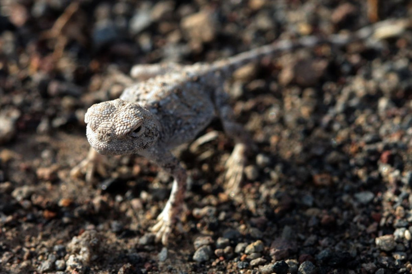 Ağrı Dağı'nın eteklerinde yaşam mücadelesi başladı nesilleri tükenmek üzere - Resim: 2