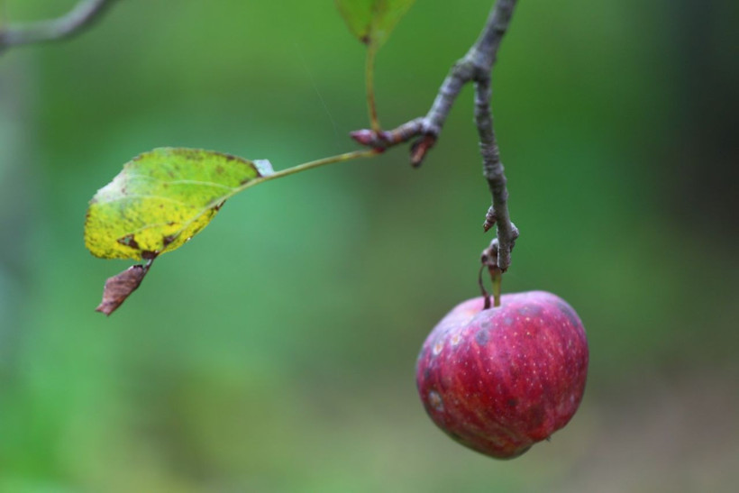 Hataylı Hanifi Kınalı at üstünde 60 yıldır elma sataraka geçiniyor - Resim: 3