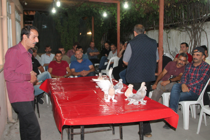 Güvercin fiyatlarını duyanların ağzı açık kalıyor Amasya'da araba fiyatına satılıyor - Resim: 4