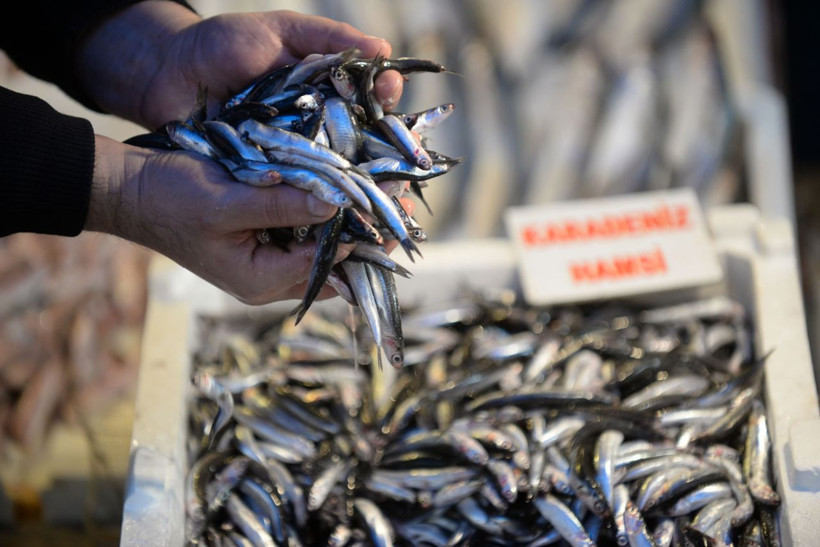 Balık fiyatları bu yıl pahalı uzmanlar kötü haberi verdi - Resim: 1
