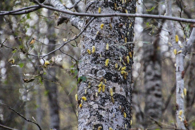 Kütahya ve Bursa'da orman bu hale geldi! Sebebi ise yangın değil - Resim: 2
