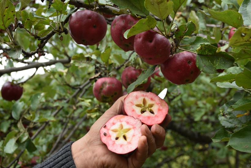 Daha önce böyle elma görmediniz Türkiye'nin sadece bir ilçesinde yetişiyor - Resim: 3