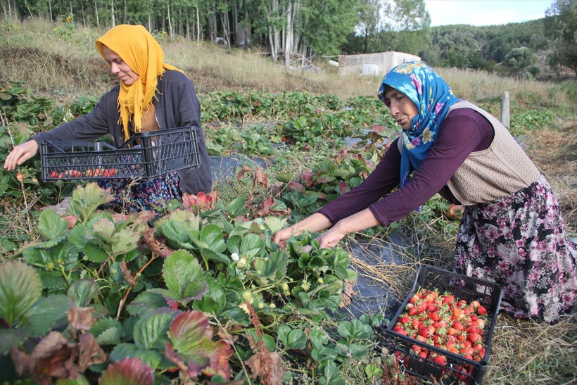 Devlet desteğiyle 60 yaşında çilek üretimine başladı - Resim: 1