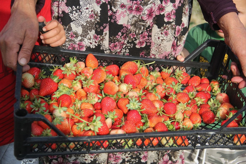 Devlet desteğiyle 60 yaşında çilek üretimine başladı - Resim: 3