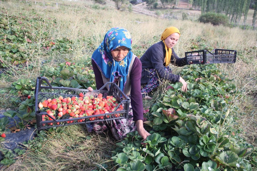 Devlet desteğiyle 60 yaşında çilek üretimine başladı - Resim: 4