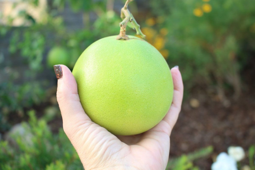 Vitamin deposu ama futbol topu diye oynanıyor Sadece Antalya'da yetişiyor - Resim: 1