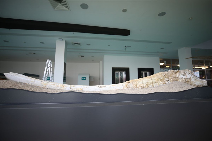 Kayseri'de mamut bulundu! Arkeoloji dünyanın ilgisini çekti - Resim: 1