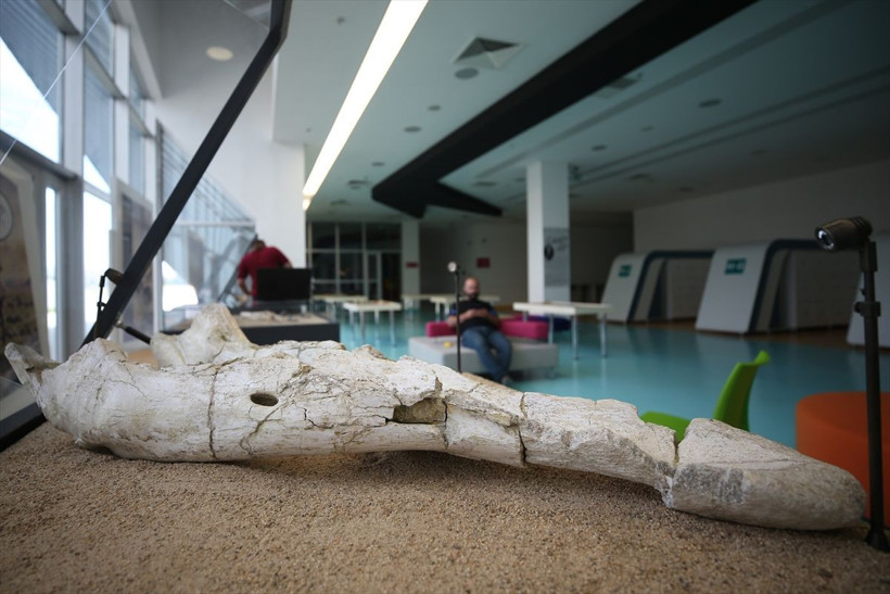 Kayseri'de mamut bulundu! Arkeoloji dünyanın ilgisini çekti - Resim: 2