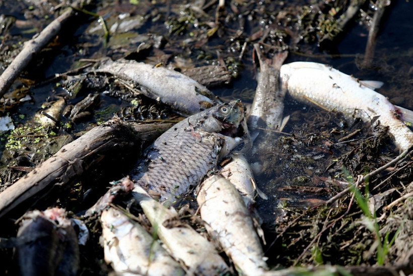 Bursa'da bilinmeyen bir sebepten binlercesi öldü! Vatandaş evinde afiyetle yedi - Resim: 3