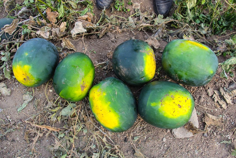 Iğdırlı çiftçi tohumları ninesinin sandığında buldu! Şimdi paraya para demiyor - Resim: 3