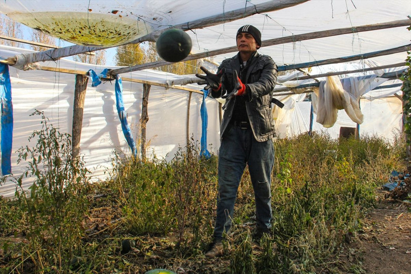 Iğdırlı çiftçi tohumları ninesinin sandığında buldu! Şimdi paraya para demiyor - Resim: 2