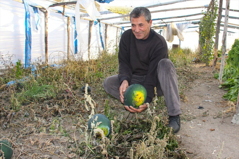 Iğdırlı çiftçi tohumları ninesinin sandığında buldu! Şimdi paraya para demiyor - Resim: 4