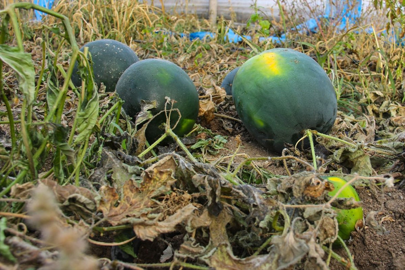 Iğdırlı çiftçi tohumları ninesinin sandığında buldu! Şimdi paraya para demiyor - Resim: 1